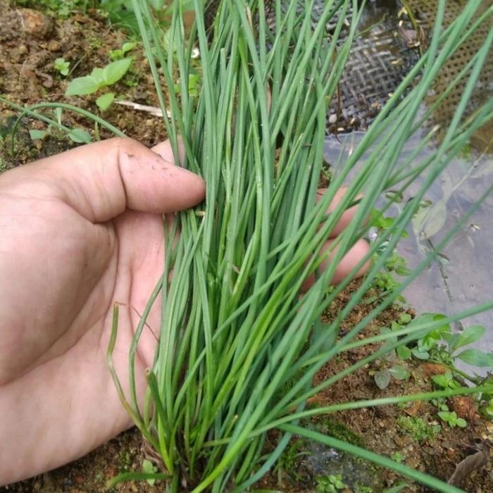 Gambar tanaman sayur kuncai dari Has pangandaran undefined Tokopedia