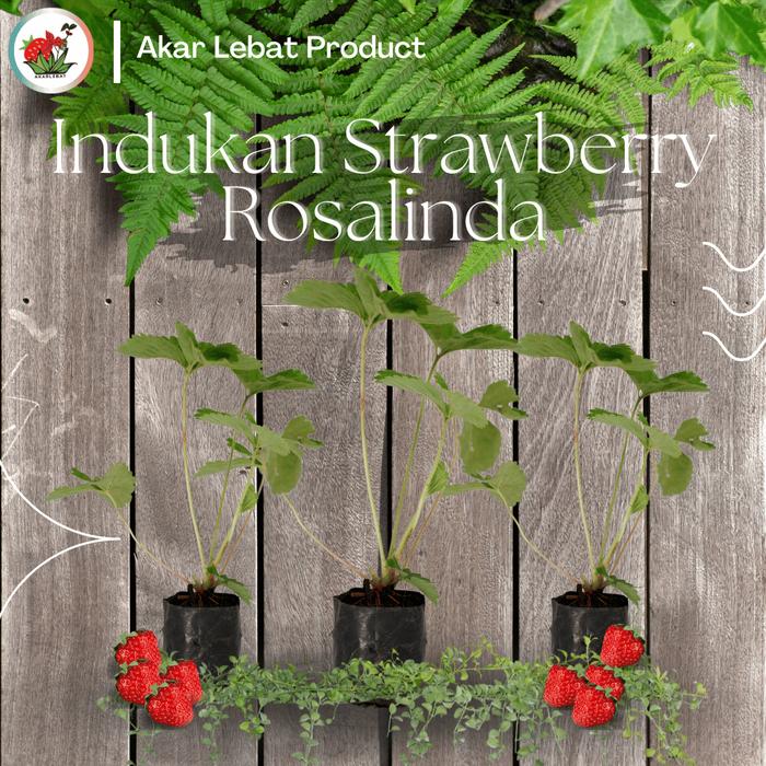 Gambar Indukan Tanaman Strawberry Stroberi Rosalinda Sudah Berbuah dari Akar lebat undefined Tokopedia