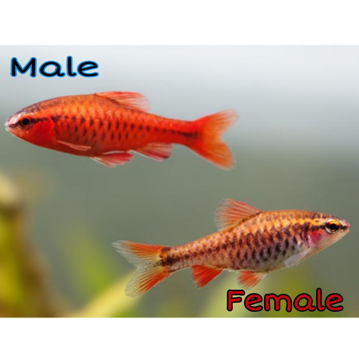 Gambar ikan hias air tawar Cherry Barb / hiasan aquarium aquascape paludarium biotope kolam - female dari Zeed aquatic undefined Tokopedia
