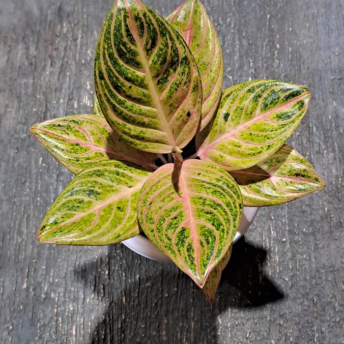 Gambar aglonema maeswara dari FingkyPlants undefined Tokopedia