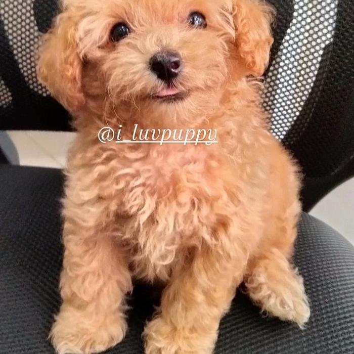 Gambar anjing red toy poodle jantan - Toy Poodle dari Lovely Dopey Shop undefined Tokopedia