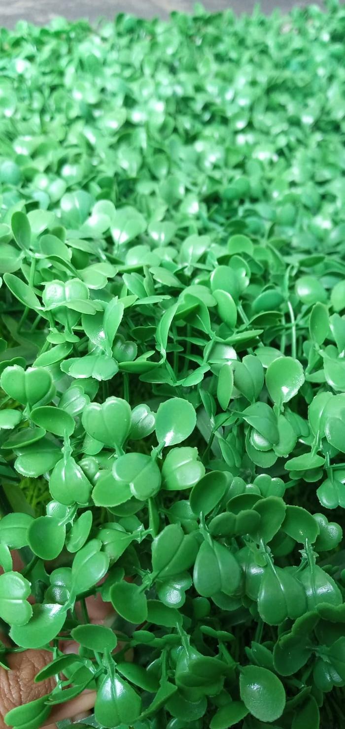 Gambar Daun Dinding Sintetis Dolar Dolaran Buat Tanaman Artificial 40x60cm - 40 x 30cm dari KFI SPORT OFFICIAL undefined Tokopedia