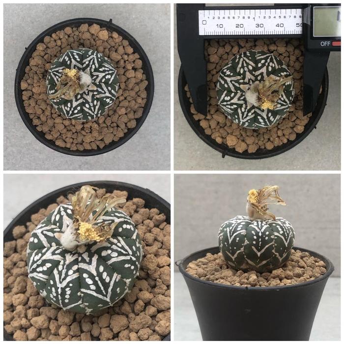 Gambar Kaktus Astrophytum V Type - 3 dari south desert undefined Tokopedia
