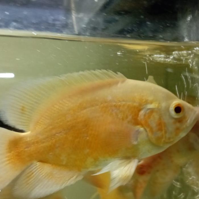 Gambar Ikan Oscar Paris Cakep Banget Penghias Aquarium Aquascape Gojek Only - Paris Albino, 14-15CM dari Najfishjogjakarta undefined Tokopedia