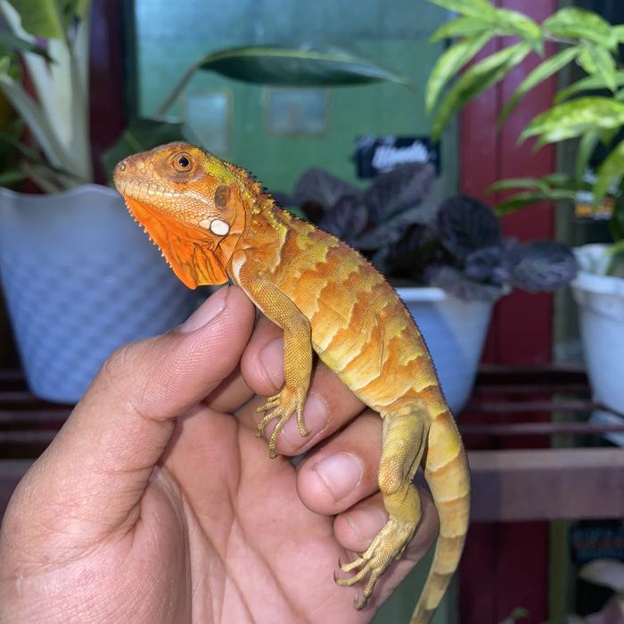 Gambar Reptil - red iguana baby - baby super red iguana - iguana red - Grade A+, Betina dari Heziastore undefined Tokopedia