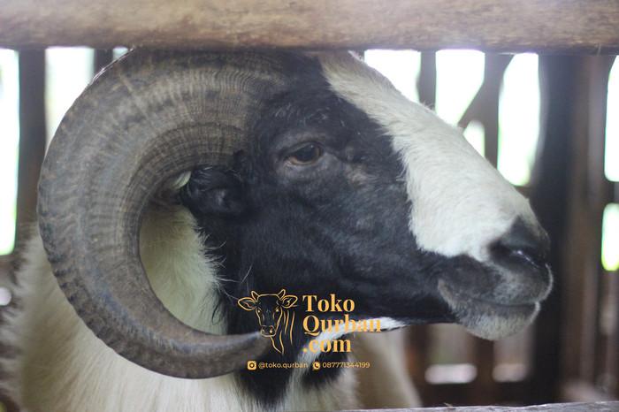Gambar Hewan Qurban Kambing & Domba Idul Adha Bobot 40 Kg, 50 Kg, SUPER - SUPER dari Toko Qurban undefined Tokopedia