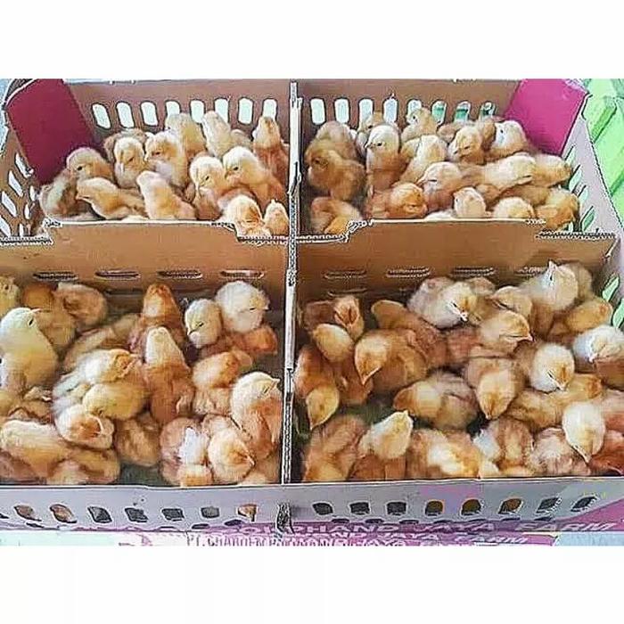 Gambar Anak Ayam Petelur 1 Box Isi 102 Ekor - Doc Ayam Petelur dari Pet Shop Jkt undefined Tokopedia