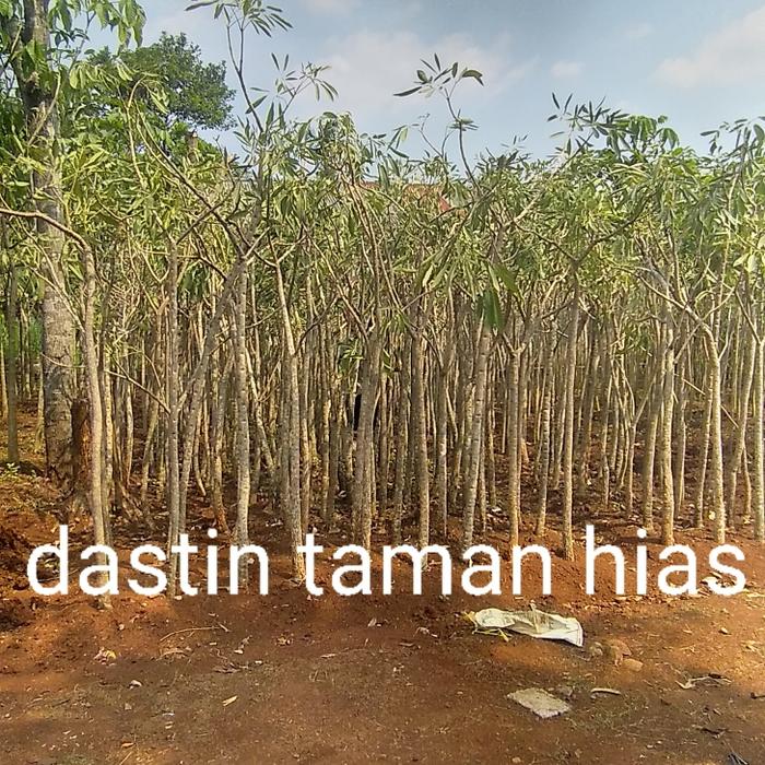 Gambar pohon- tanaman hias bunga tabebuya(Handroanthus chrysotrichus)tinggi 2 meter dari dastin taman hias undefined Tokopedia
