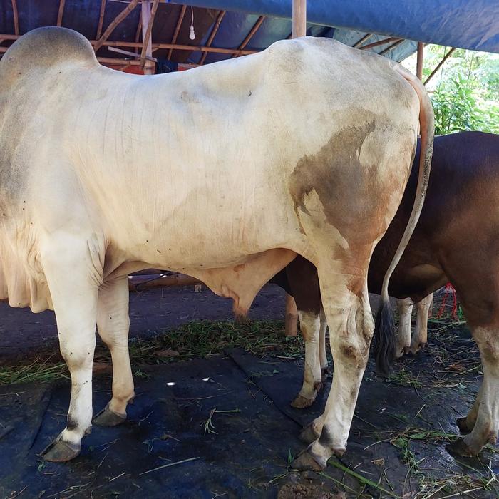 Gambar Sapi 700 kg-an Premium / Sapi PO / Sapi Limousin / Sapi Pegon dari SanTri Bahagia Aqiqah undefined Tokopedia