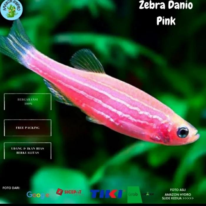 Gambar IKAN HIAS/IKAN ZEBRA DANIO PINK/Ikan Aquascape dari Amazoonhydro undefined Tokopedia