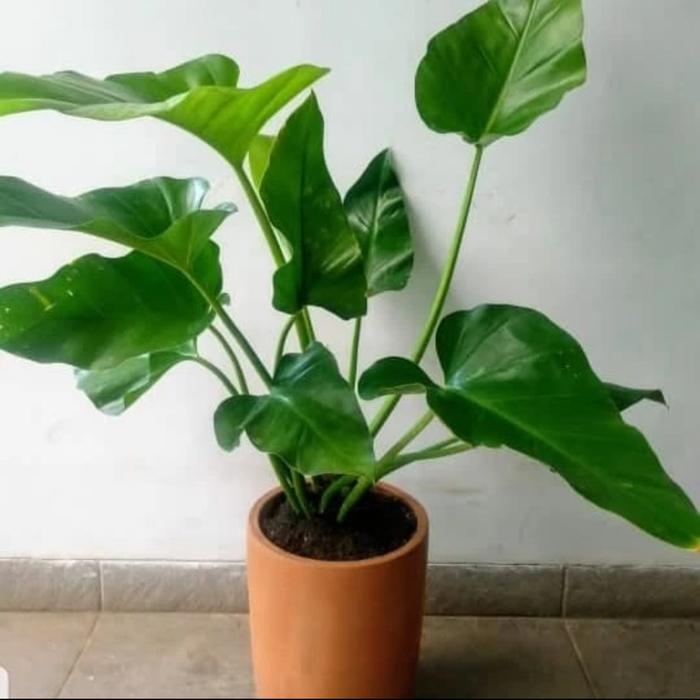 Gambar Philodendron Marble / Tanaman Hias Philo Marble / Tanaman Indoor - Hijau dari Pot Kecil undefined Tokopedia