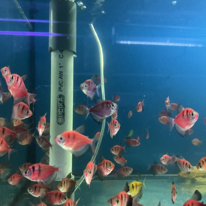Gambar [GOJEK ONLY] Glowfish Tiger Tetra Black Skirt - Kuning dari FL AQUARIUM undefined Tokopedia