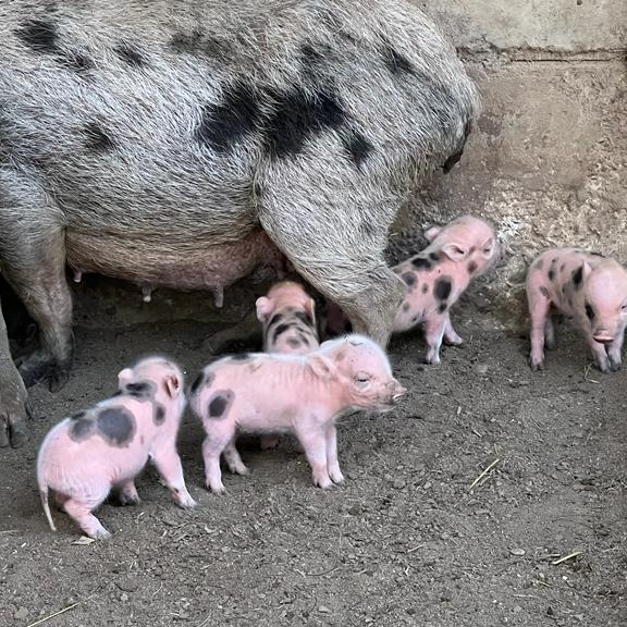 Jual Micro Pig / Babi Mini - Kota Surabaya - Republik Reptil | Tokopedia
