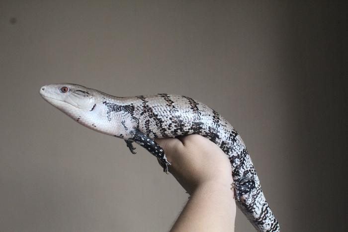 Gambar Panana Merauke ( Merauke Blue Tongue Skink ) dari Reptile_Rumahan undefined Tokopedia