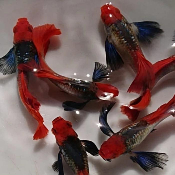 Jual GUPPY PRTEDE | PLATINUM RED TAIL DUMBO EAR - Jakarta Barat - AQUASCAPE KU | Tokopedia