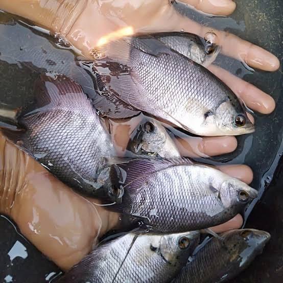 Gambar bibit ikan gurame 3-4 jari dari Catfishsamahobby undefined Tokopedia