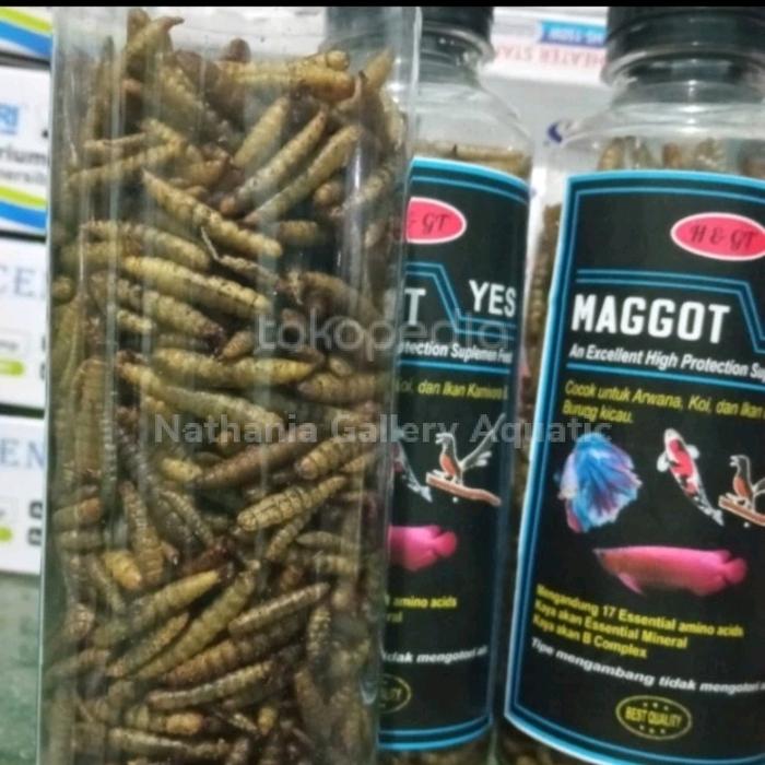 Gambar magot kering 50 gr (maggot yes) dari Nathania all shop undefined Tokopedia