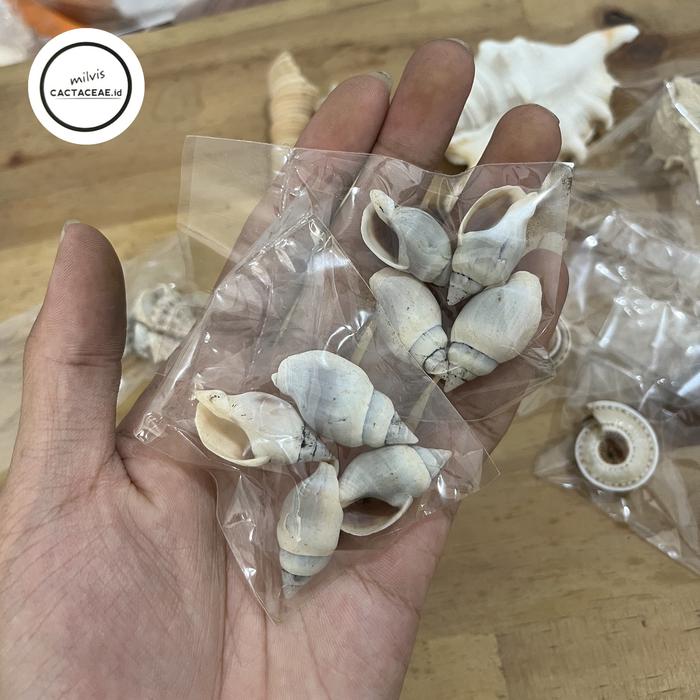 Gambar Cangkang Kelomang ukuran Kecil berbagai VARIAN B - siput tanjung dari Crockbeans undefined Tokopedia