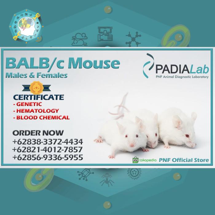Jual Mencit Balb/C - Hewan Coba Laboratoris - Kota Surabaya - PNF ...