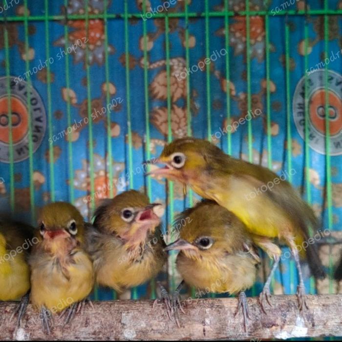 Gambar Burung pleci dakun ori pacitan anak lolohan pilihan jantan dari Samodro Bird undefined Tokopedia
