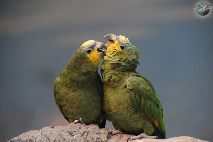 Gambar Ready Burung Parrot : Orange Winged Amazon Sepasang Dewasa Siap Ternak dari Satrio_RBF undefined Tokopedia