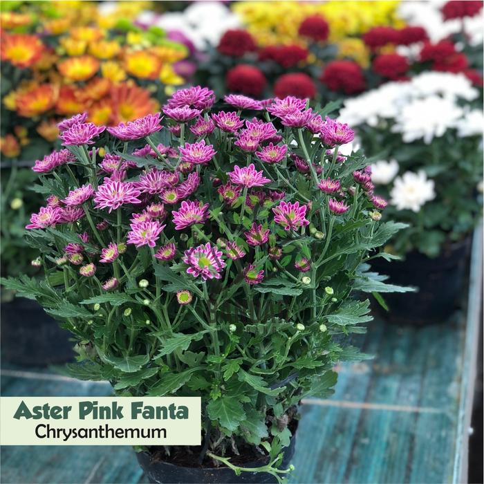 Gambar Krisan Sudah Berbunga Ecer Tanaman Hias Rumah Indoor - aster pink fant dari Bandar Kembang undefined 5 Tokopedia
