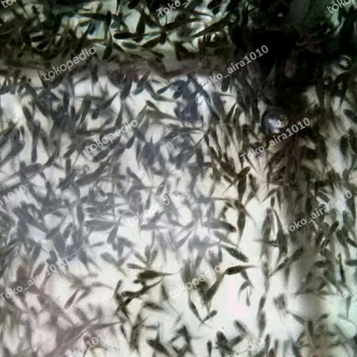 Gambar IKAN CERE PAKAN IKAN PREDATOR 1 BAL dari TokoAira1010 undefined Tokopedia