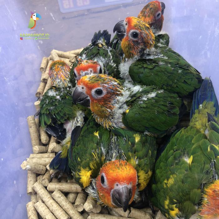 Gambar Sun Conure Baby dari Rasparrotid undefined Tokopedia