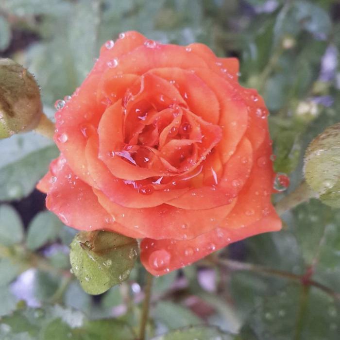 Gambar Tanaman hias bunga mawar sudah knop bunga/ siap berbunga random - 01 dari Samawa.garden undefined Tokopedia