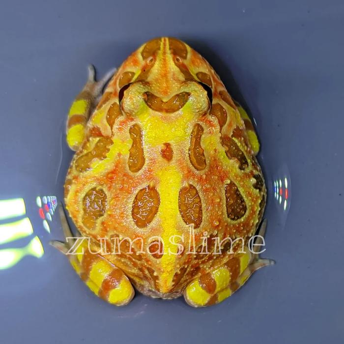 Gambar kodok pacman frog all varian garansi D.O.A - Sunburst dari Zumaslime undefined Tokopedia