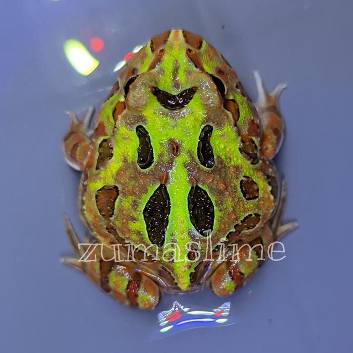 Gambar kodok pacman frog all varian garansi D.O.A - Camo dari Zumaslime undefined Tokopedia