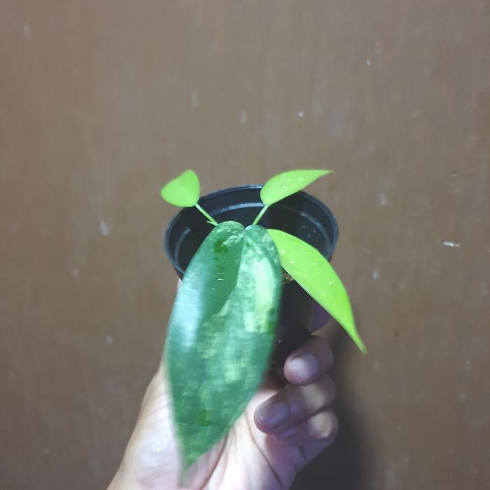 Gambar philodendron florida beauty variegata - Gambar D dari Green Fasyin undefined Tokopedia