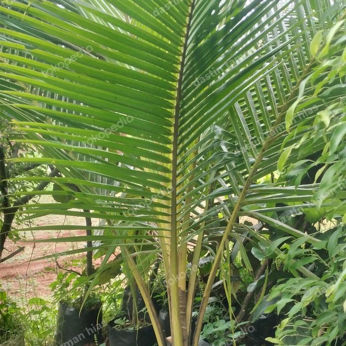Gambar pohon kelapa kuning tinggi 2 meter sampai ujung daun dari dastin taman hias undefined Tokopedia