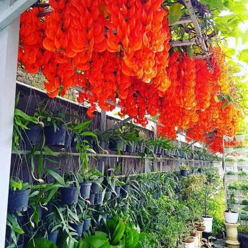 Gambar Bibit Tanaman Flame of Irian Warna Merah / Biru Jade of Flame Jumbo - Merah dari Tins Garden Art Shop undefined Tokopedia