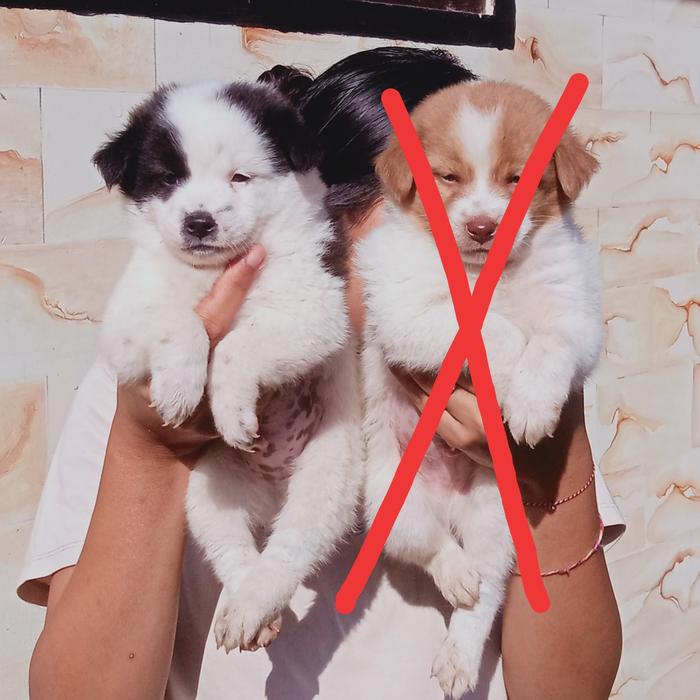 Gambar ANJING POM MIX KINTAMANI dari Anabul Kintamani undefined Tokopedia