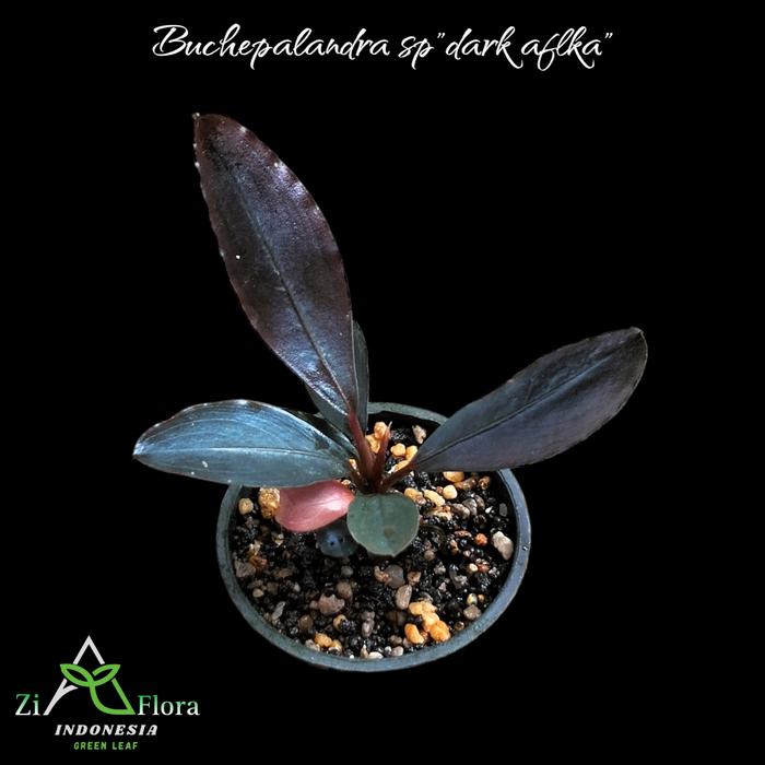 Bucephalandra sp. GT-tricolor 【公式通販】