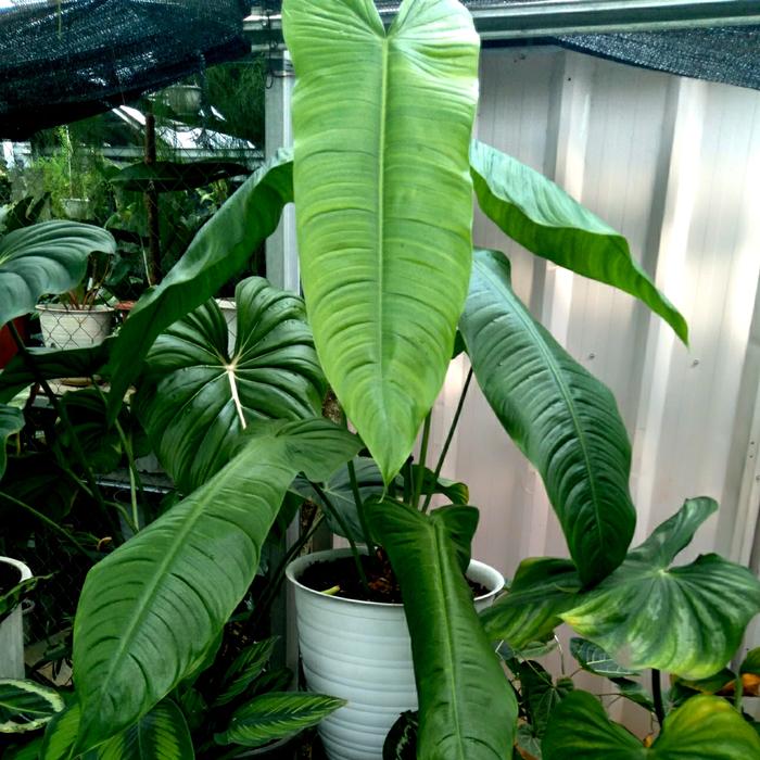 Gambar Philodendron Sharoniae San Antonio Mature Form size XL dari Toko Hobipedia undefined Tokopedia