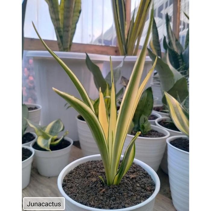 コレクション株】Sansevieria powellii variegated サンセベリアパウ