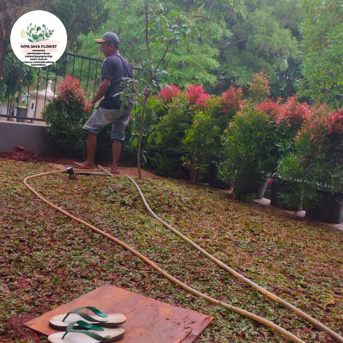 Gambar taman rumah nusa loka bsd dari Ipva Jaya Florist undefined Tokopedia