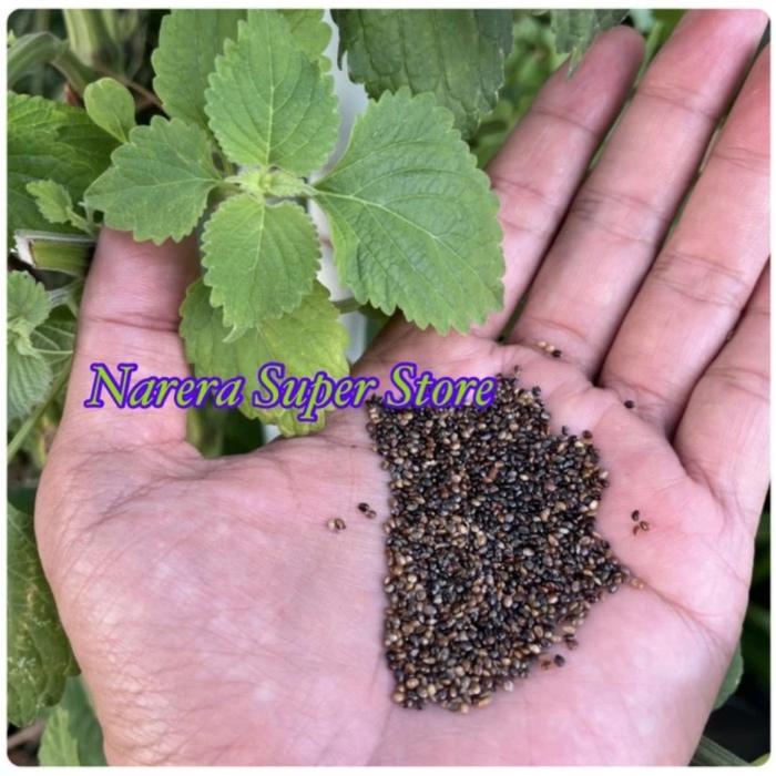 Gambar Pohon Matcho Daun Mat Cho Biji Maco Maco Macau Suci Dewa Tolak Bala - Paket Biji 15 dari Narera Super Store undefined Tokopedia