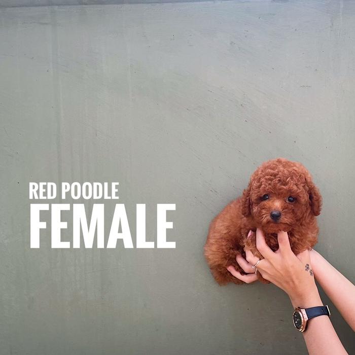 Jual Anjing Pudel Harga Red Poodle Anjing Apricot Toy Jual Mini