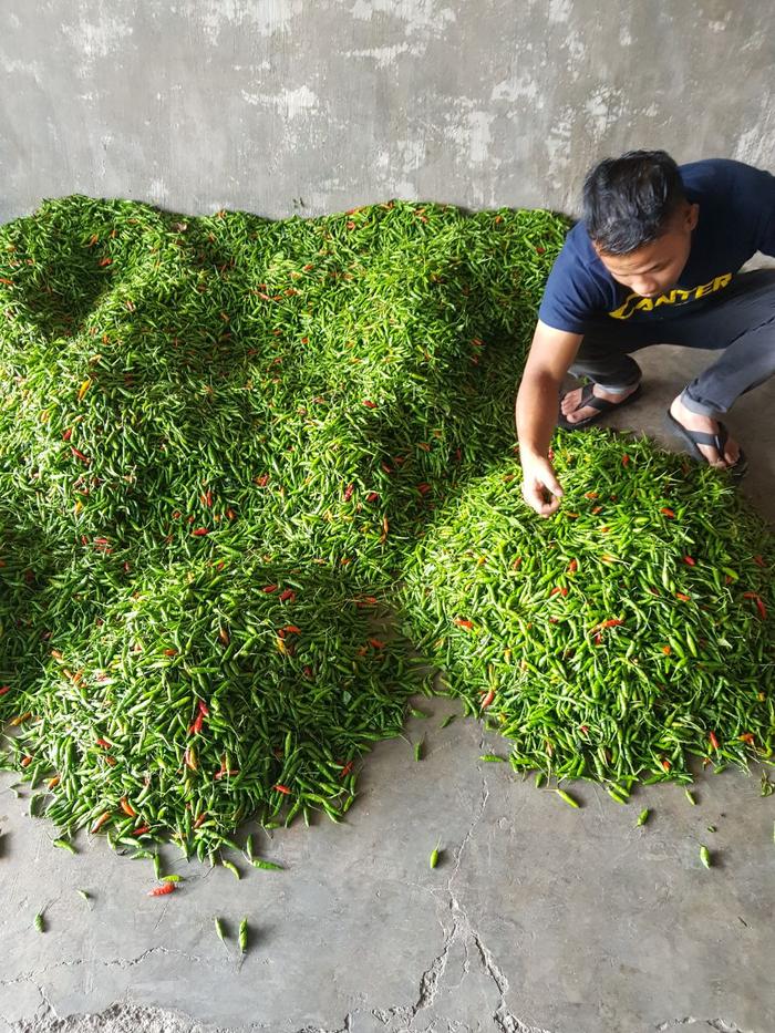 Gambar CABE RAWIT SEGAR ASAL ACEH HARGA PER 1 Kg - Hijau dari CHILLIZ undefined Tokopedia