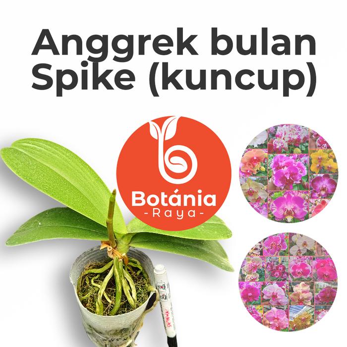 Gambar Anggrek bulan spike warna ID Random (acak) dari Botania Raya undefined Tokopedia
