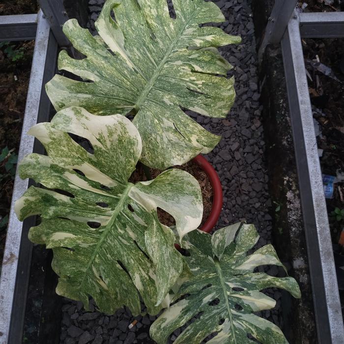 Monstera Deliciosa 青臭 Greensnow グリーンスノー