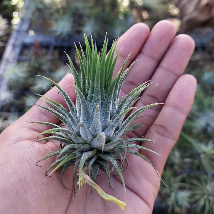 Tillandsia ionantha Domingo's Stripes 【公式通販】