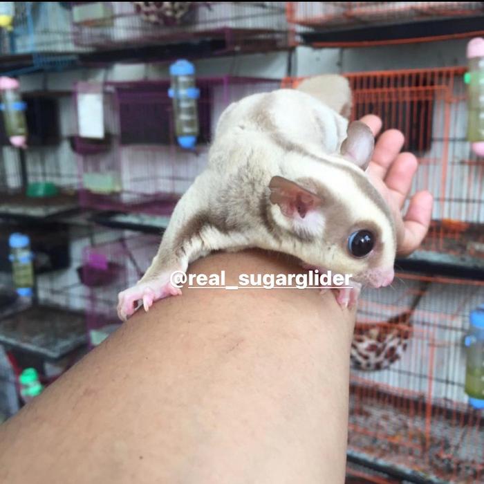 Gambar sugar glider caramel dari Real sugar glider_NEW undefined Tokopedia