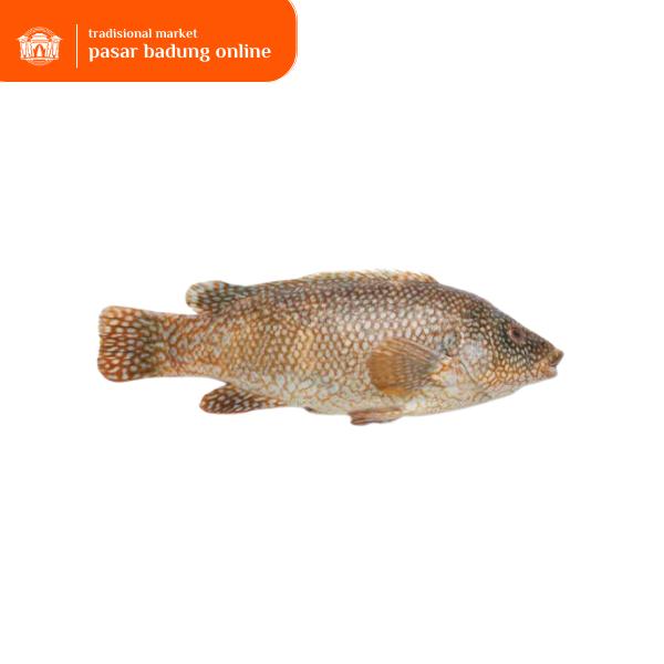 Gambar Ikan kerapu segar 1kg dari Peken Badung undefined Tokopedia