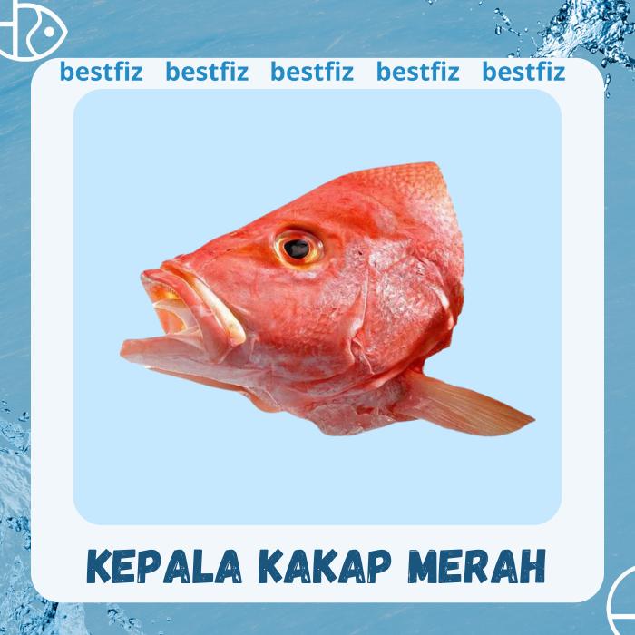 Gambar Kepala Kakap Merah dari bestfiz makassar undefined Tokopedia