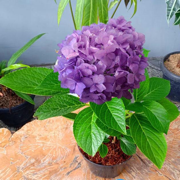 Gambar Tanaman hias bunga hortesia pancawarna - Hortensia ungu dari Tanaman hias murah bandung undefined Tokopedia