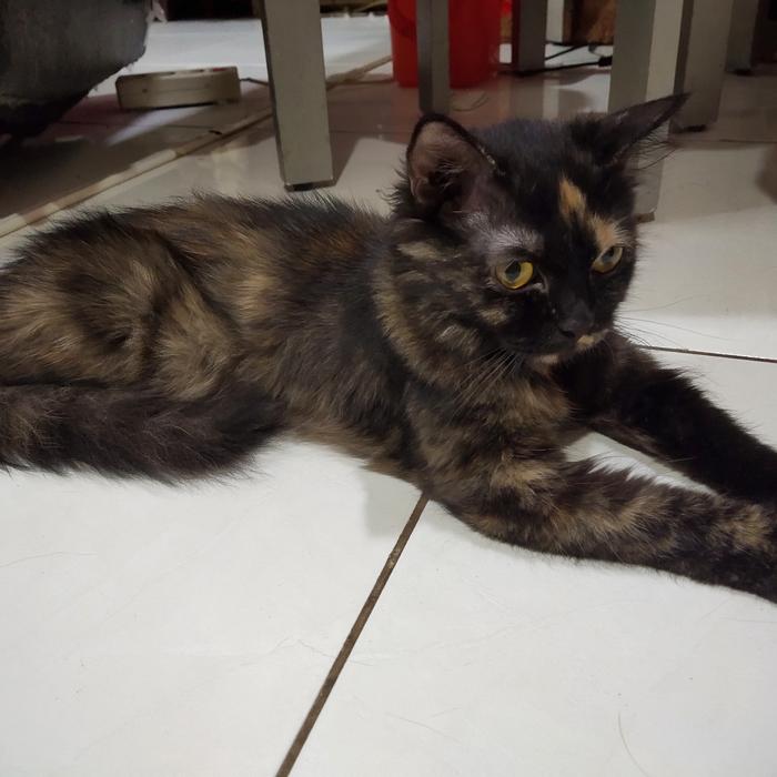 Gambar Lepas Adopsi Kucing Persia Hitam langka super murah dari apajadaaaa undefined Tokopedia